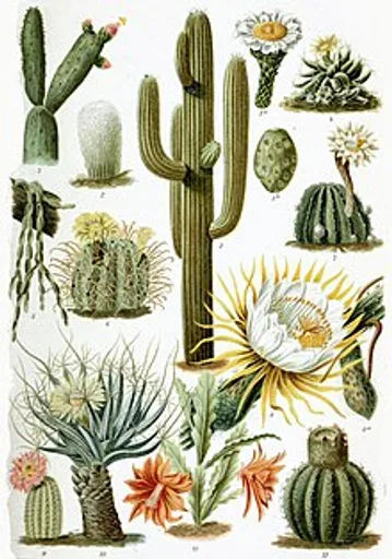 Archived external image