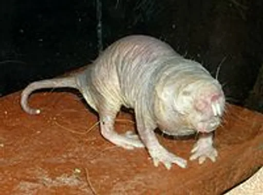 Archived external image