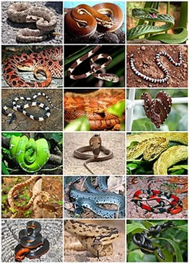 Archived external image
