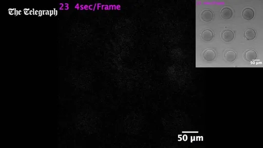 Archived external image