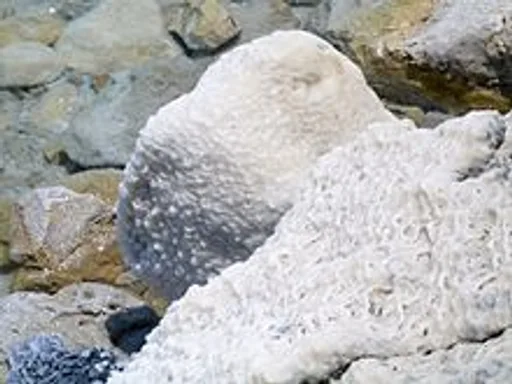 Archived external image