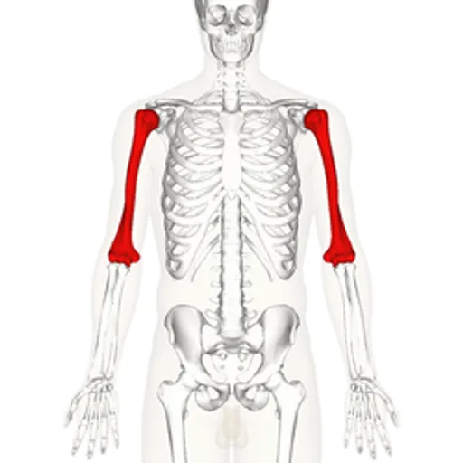 Archived external image