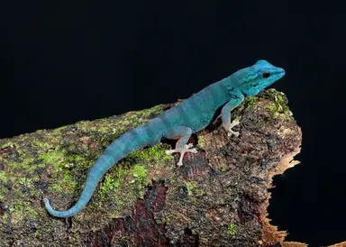 Electric_Blue_Day_Gecko_MG_0799-Edit_k9rudk.png