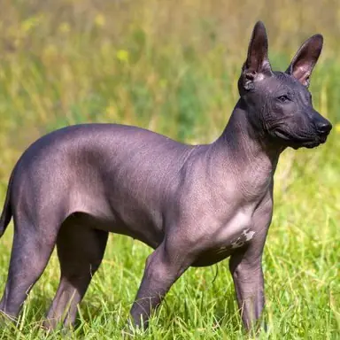 Mexican20Hairless20Dog1.png