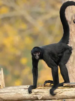 spider-monkey-tail-35785462_3x4.png