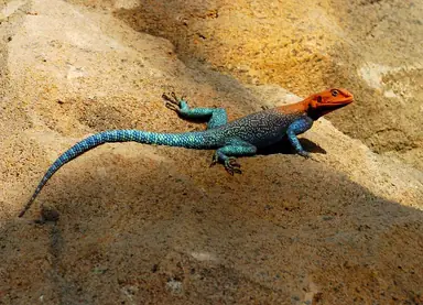Red-headed_rock_agama_1.png
