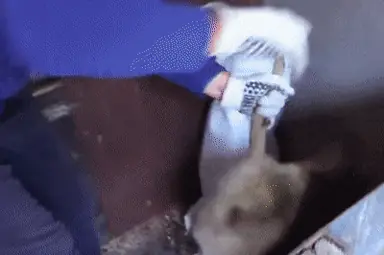 veliki_bijeli_pacov.gif