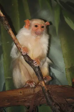 800px-Callithrix_argentata_at_the_Bronx_Zoo_03.png