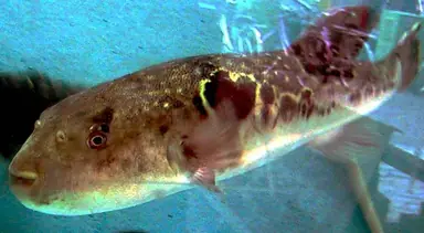 800px-Fugu_in_Tank.jpg