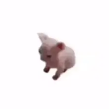 image0.gif