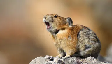 AmericanPika_WilliamCGladish_FPNOT_3_HIRES-scr.png