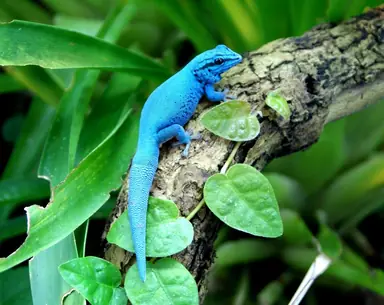 electric_blue_day_gecko_by_nicojacob_zps0e533a33.png