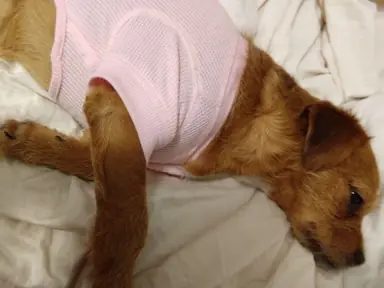 pitbullA.png