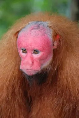 1200px-Cacajao_calvus_ucayalii.png