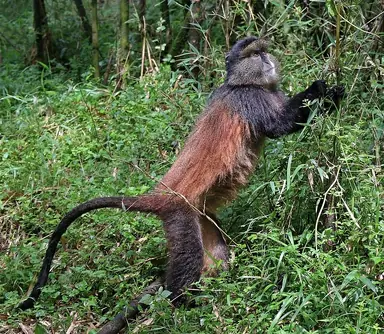 1024px-Golden_monkey_28Cercopithecus_kandti29.png