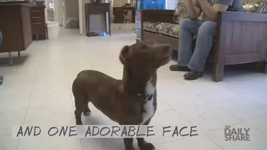 150203142803-natpkg-pit-bull-dachshund-mix-00001418.png
