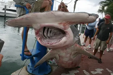 hammerhead.png