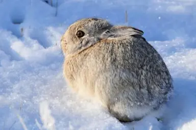 nuttalls_mountain_cottontail_seedskadee_nwr_usfws_mountain_prairie_region_23403570506_33d226b57f_b.jpg