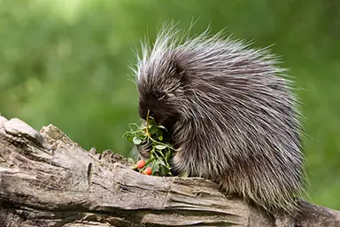 porcupine.png