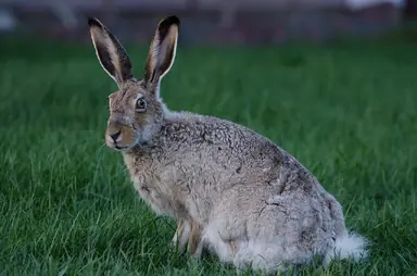1280px-White_tailed_jackrabbit_20140530.jpg