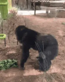 image0.gif