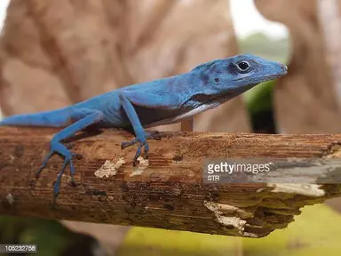 gettyimages-105232758-612x612.jpg