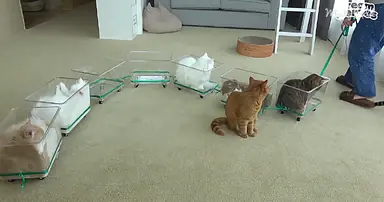 og1-This-Seven-Car-Cat-Train-Is-The-Cutest-DIY-Cat-Toy-Ever.png