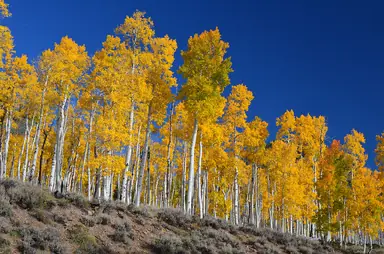 Fishlake-NF_Pando_USFS-1.jpg