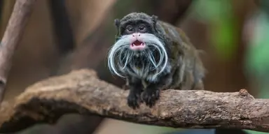 emperor-tamarin-003-649a2637.png