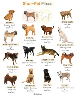 Shar-Pei-Mixes.png