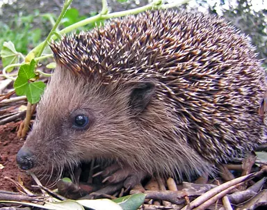 Igel.png