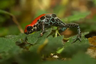 1920px-Ranitomeya_reticulata.png