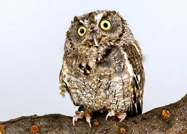 raptor-er-western-screech-owl-winston-portrait-jim-shane.png