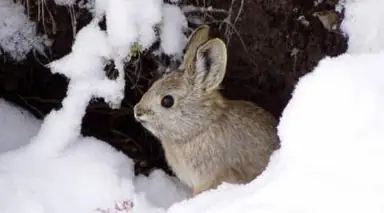 pygmy_rabbit_r_dixon_and_h_ulmschneider_usfws_ruby_lake_nwr_nevada.jpg