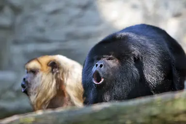Howler_monkey.png