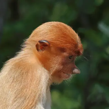 1024px-Proboscis_monkey_28Nasalis_larvatus29_juvenile_Labuk_Bay.png