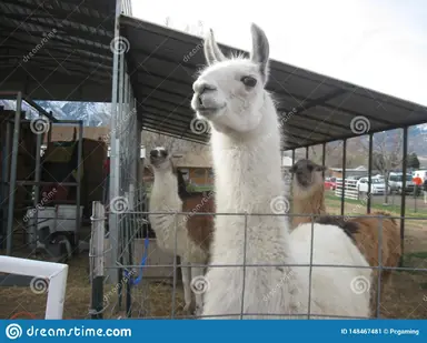 lamma-animal-pet-pets-nature-148467481.png