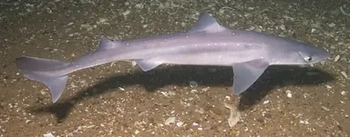 Squalus_acanthias_stellwagen.png