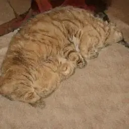 cat1187.png
