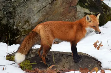 Red-fox-winter-South-China-4-Hal-Winters.png