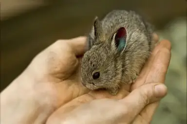 Columbia-Basin-Pygmy-Rabbit-2166659478.webp