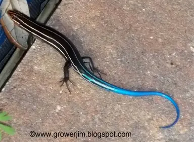 Bigskink-C.png