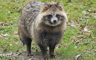 Raccoon20dog201.png