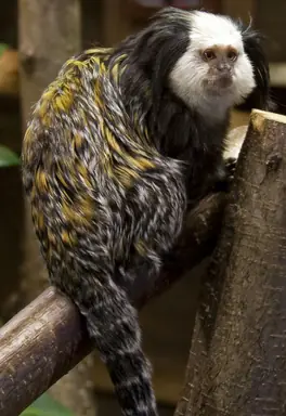 800px-Geoffroy27s_Marmoset_1.png