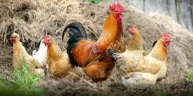 chickens-1024x512.jpg.webp