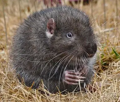 mountainbeaver06.png