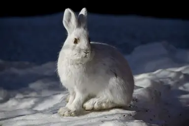 Snowshoe_Hare_6187109754.jpg
