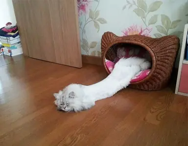 long-cats1.png