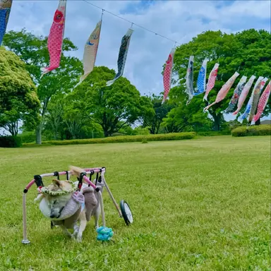 kabosumama_1716104028_3371247397352285863_194260537.jpg