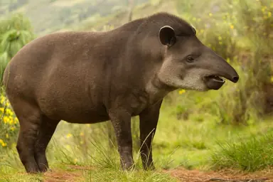 opt__aboutcom__coeus__resources__content_migration__mnn__images__2018__02__tapir-1-820b376e9f2d4286a.jpg